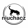 Niuchacz